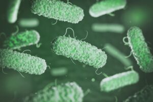 Immagine di escherichia coli